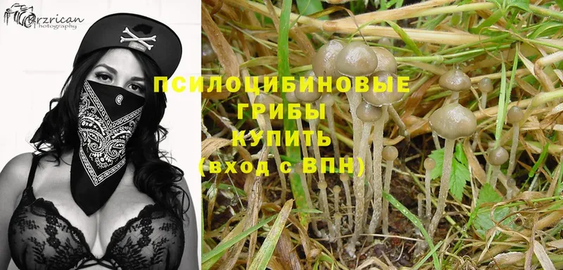 Псилоцибиновые грибы Psilocybine cubensis  где купить наркотик  Кукмор 